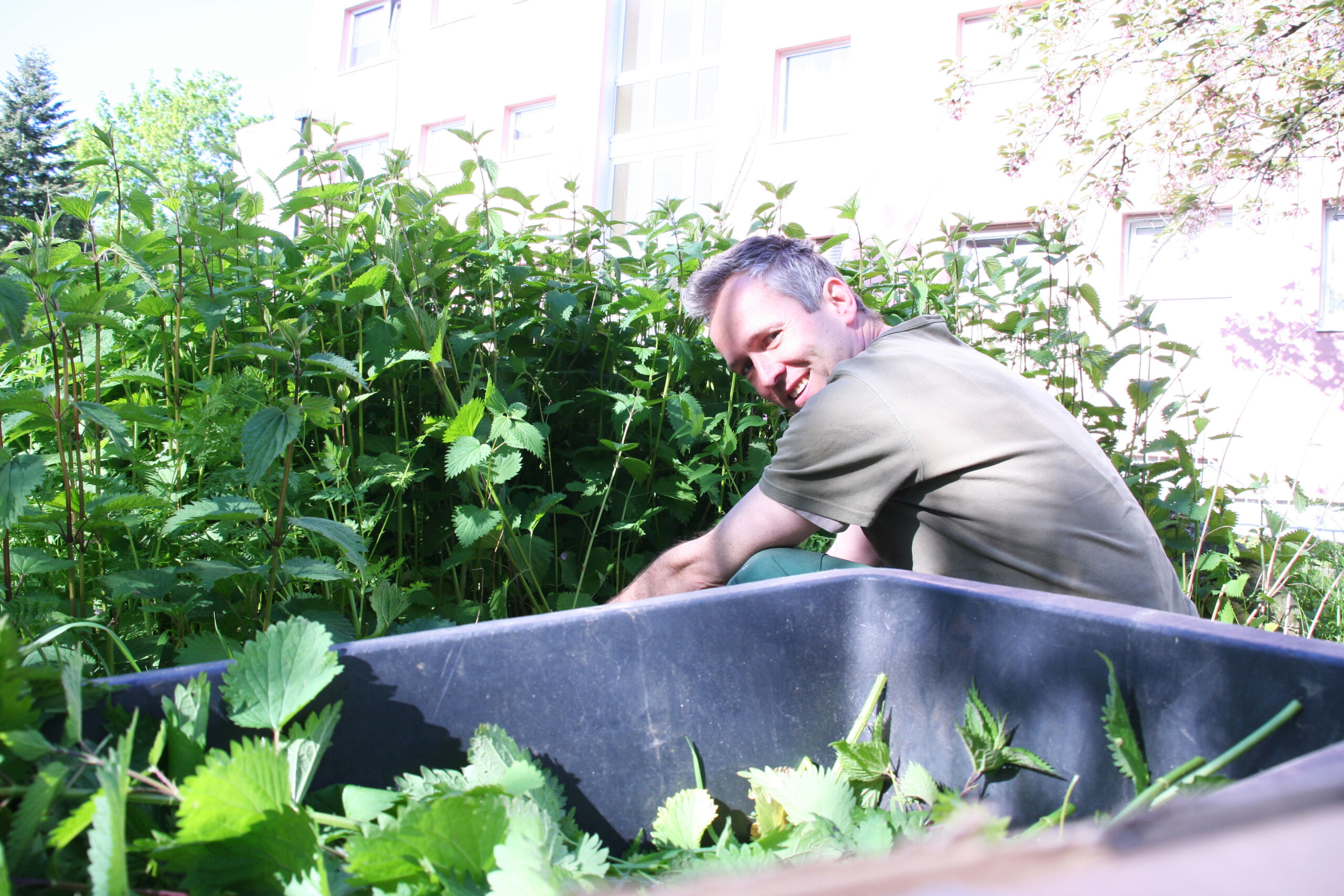 Wiederholung: Kl. Lichtwurzel-Gewächshausführung + biodynamische Präparate (Brennnessel, Schachtelhalm)