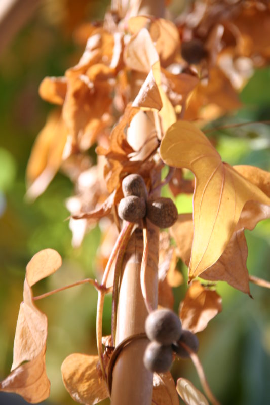 Lichtwurzel Blätter mit Bulbillen im Herbst